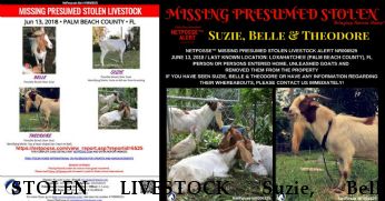 STOLEN LIVESTOCK Suzie, Belle, Theodore REWARD  Near Loxahatchee, FL, 33470